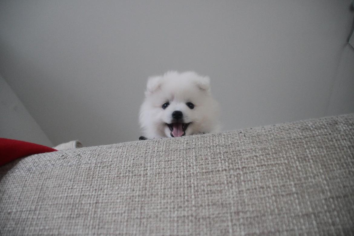 Japansk spids Simba billede 6