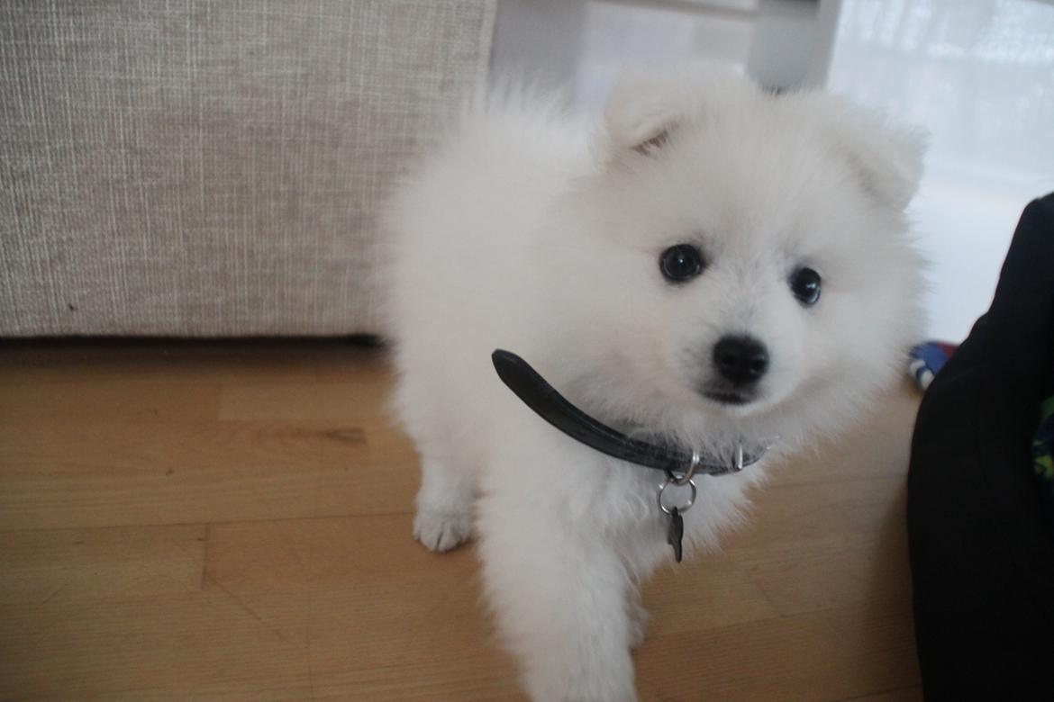 Japansk spids Simba billede 7