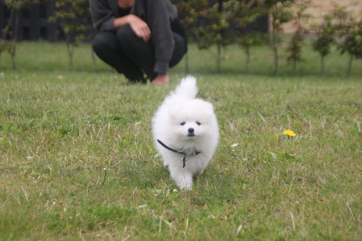 Japansk spids Simba billede 8