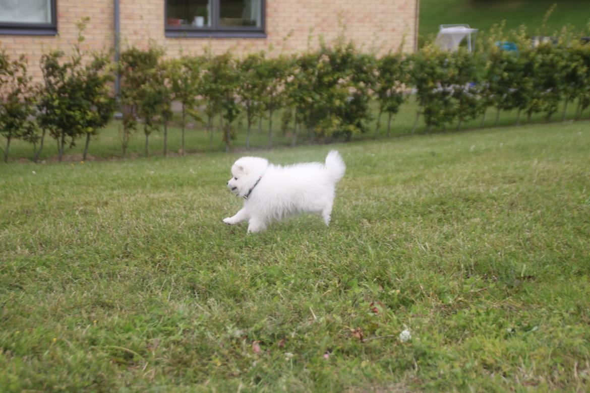 Japansk spids Simba billede 9