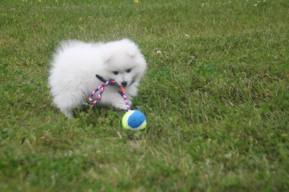 Japansk spids Simba billede 10