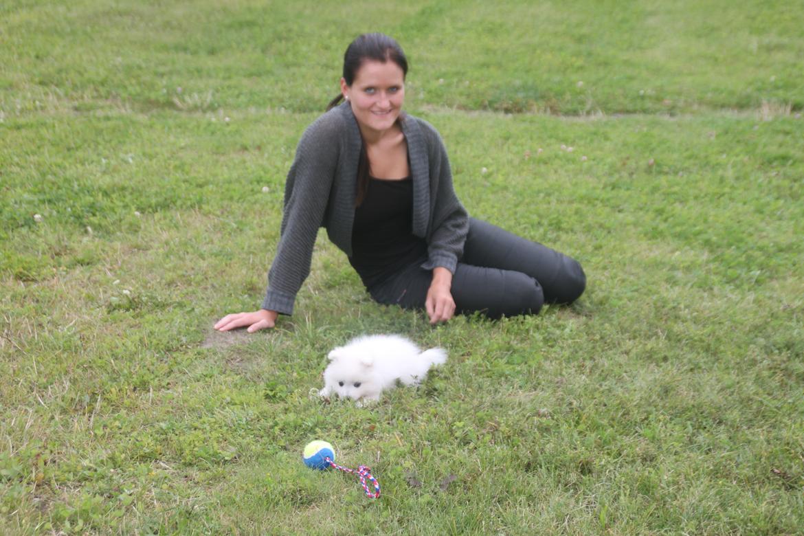 Japansk spids Simba billede 11