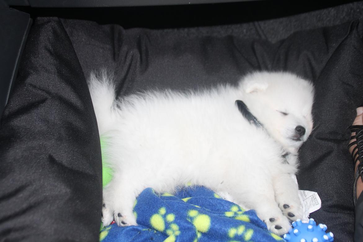 Japansk spids Simba billede 12