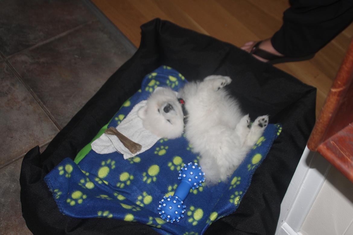 Japansk spids Simba billede 13