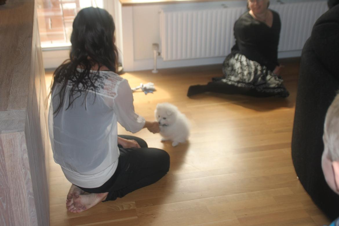 Japansk spids Simba billede 14