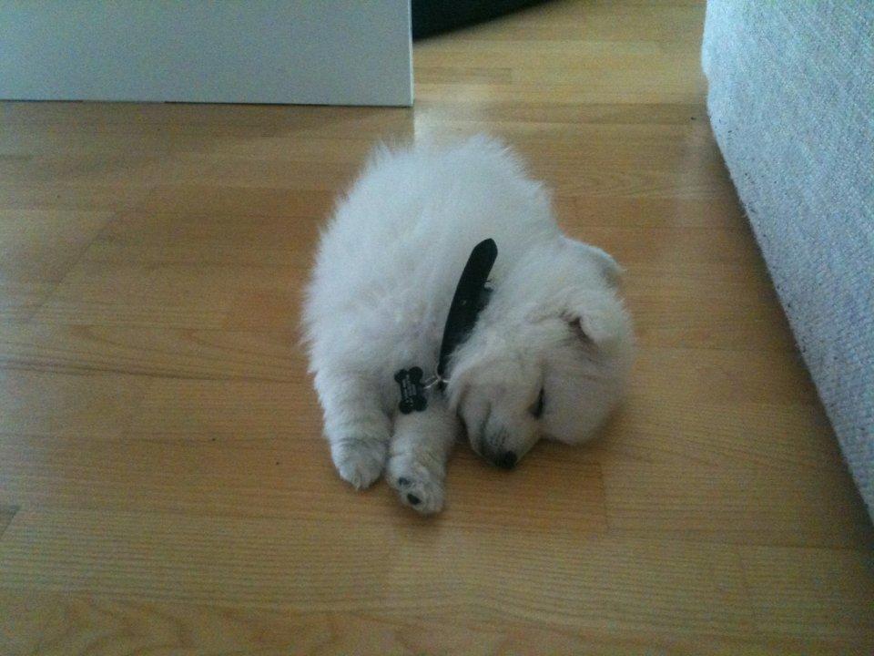 Japansk spids Simba billede 15