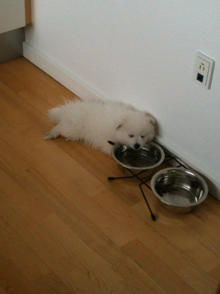 Japansk spids Simba billede 16