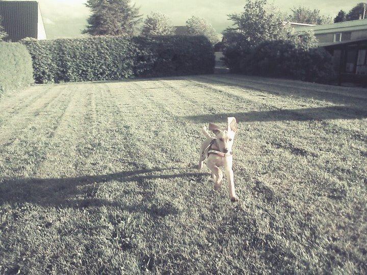 Blanding af racer Liva (Den lille)<3<3 - Løbe, løbe, løbe! billede 3