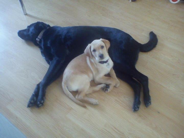 Blanding af racer Liva (Den lille)<3<3 - Da hun var mindre billede 4