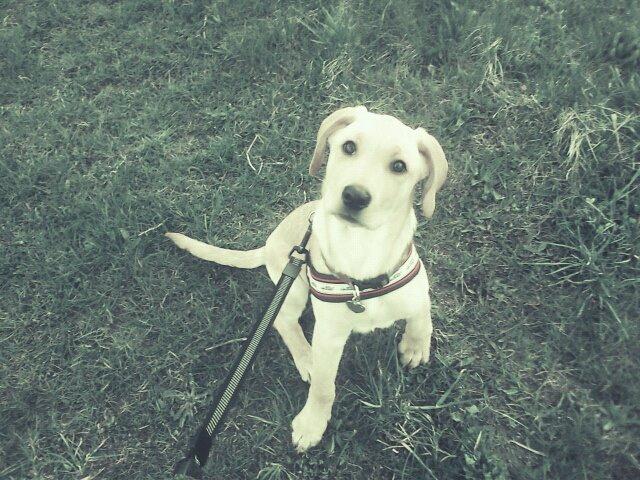 Blanding af racer Liva (Den lille)<3<3 - Ude og gå tur billede 5