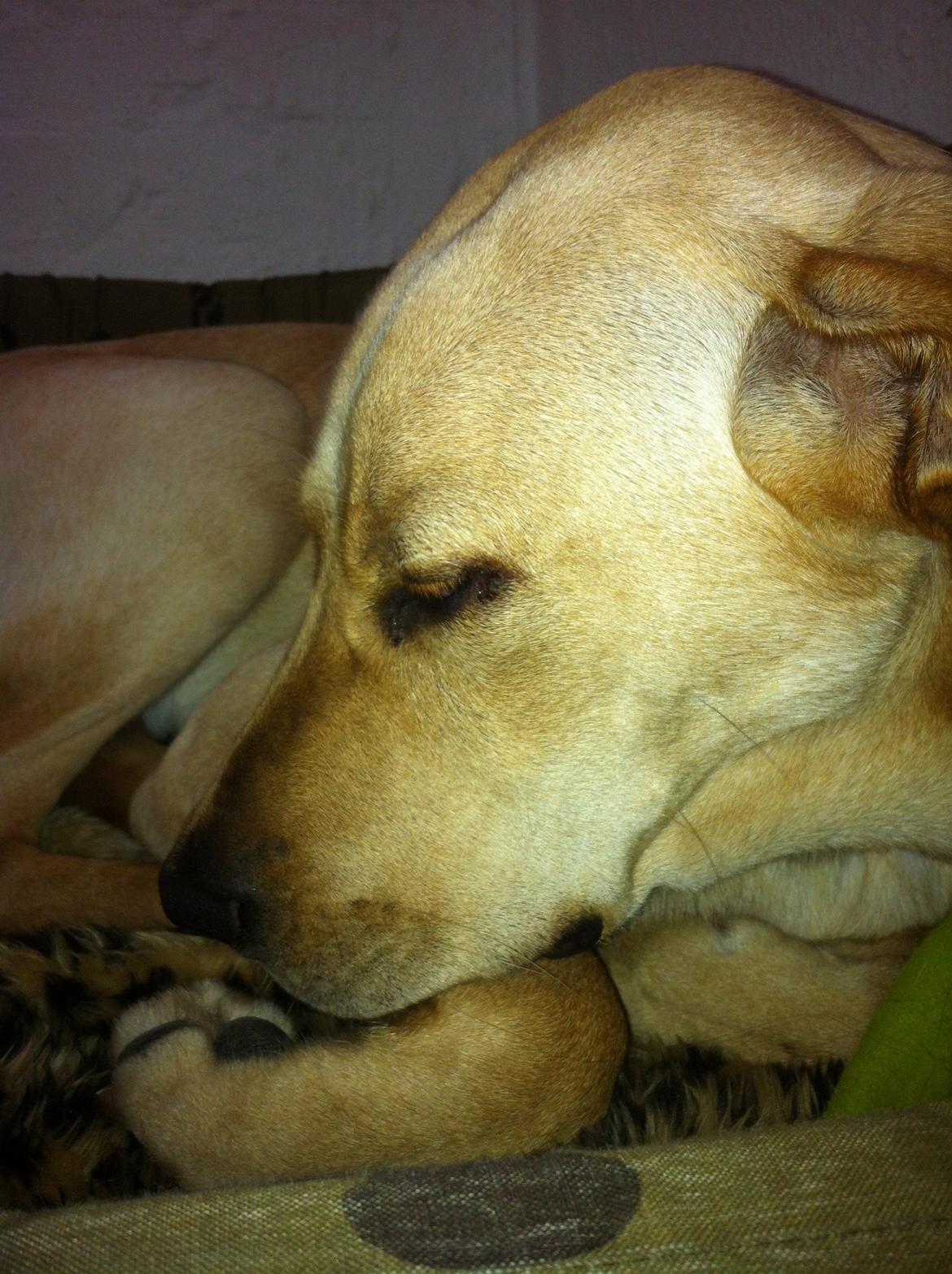 Blanding af racer Liva (Den lille)<3<3 - Godnat billede 6