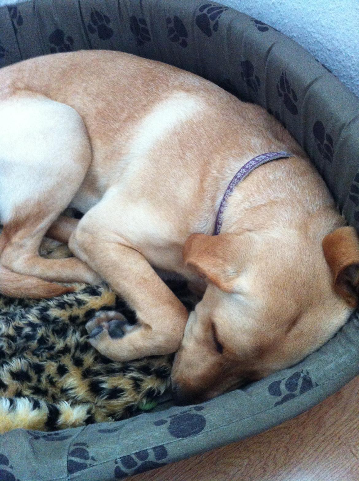 Blanding af racer Liva (Den lille)<3<3 - sov godt billede 7