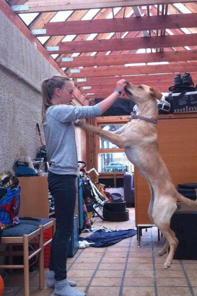 Blanding af racer Liva (Den lille)<3<3 - Hoppe op billede 10