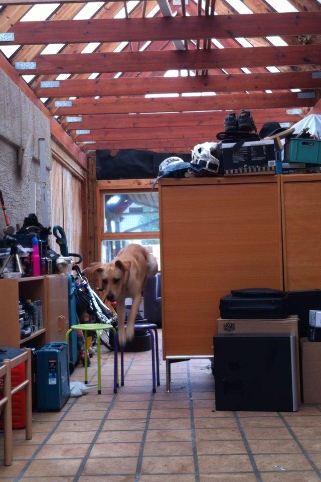 Blanding af racer Liva (Den lille)<3<3 - Springe billede 13