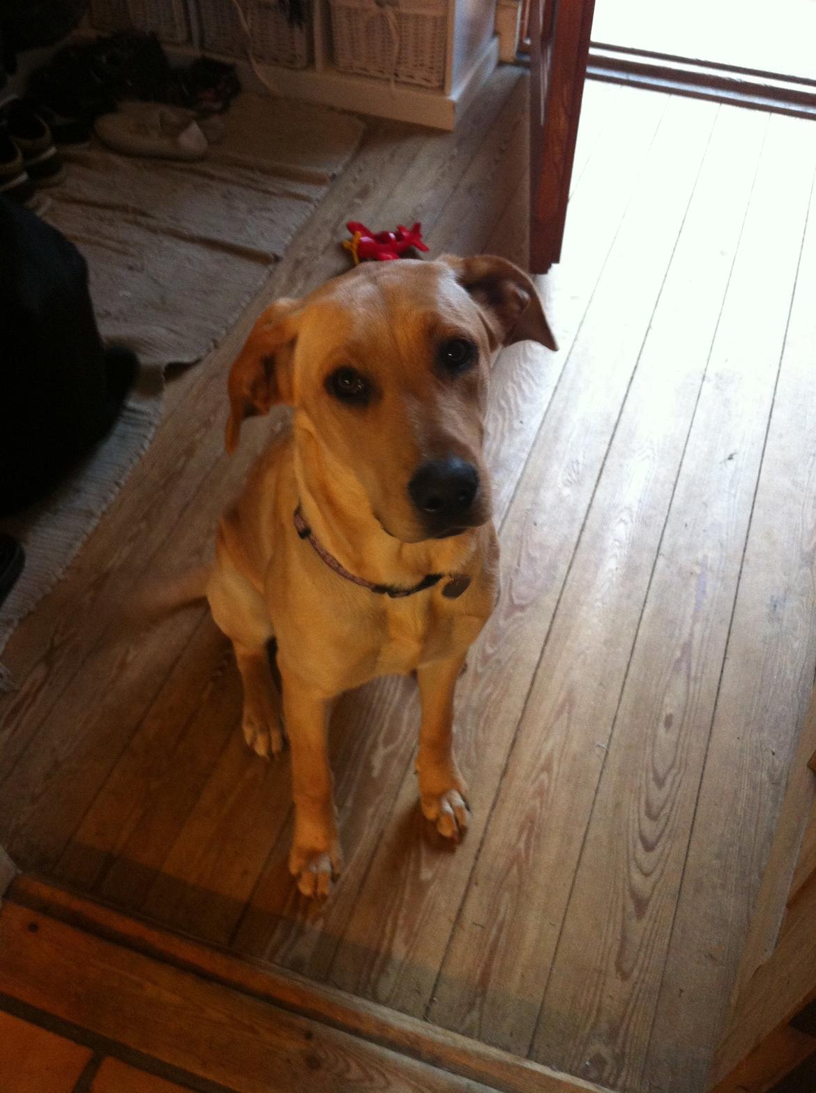 Blanding af racer Liva (Den lille)<3<3 - Nuttet! billede 14