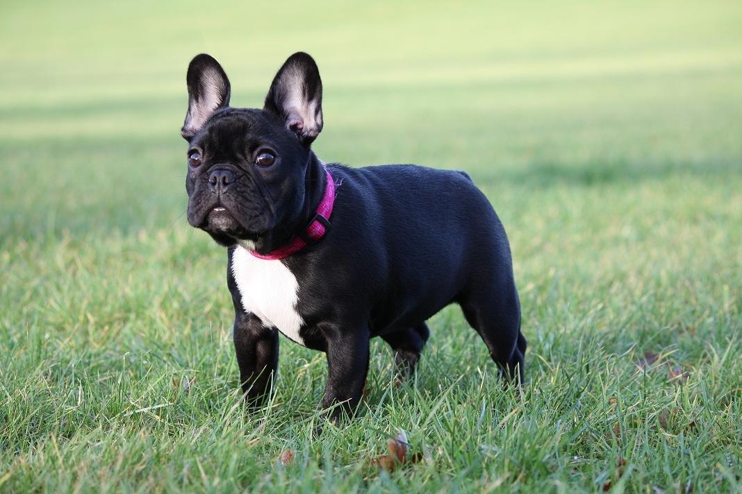 Fransk bulldog Skjoldhøj's Black Ballerina billede 1