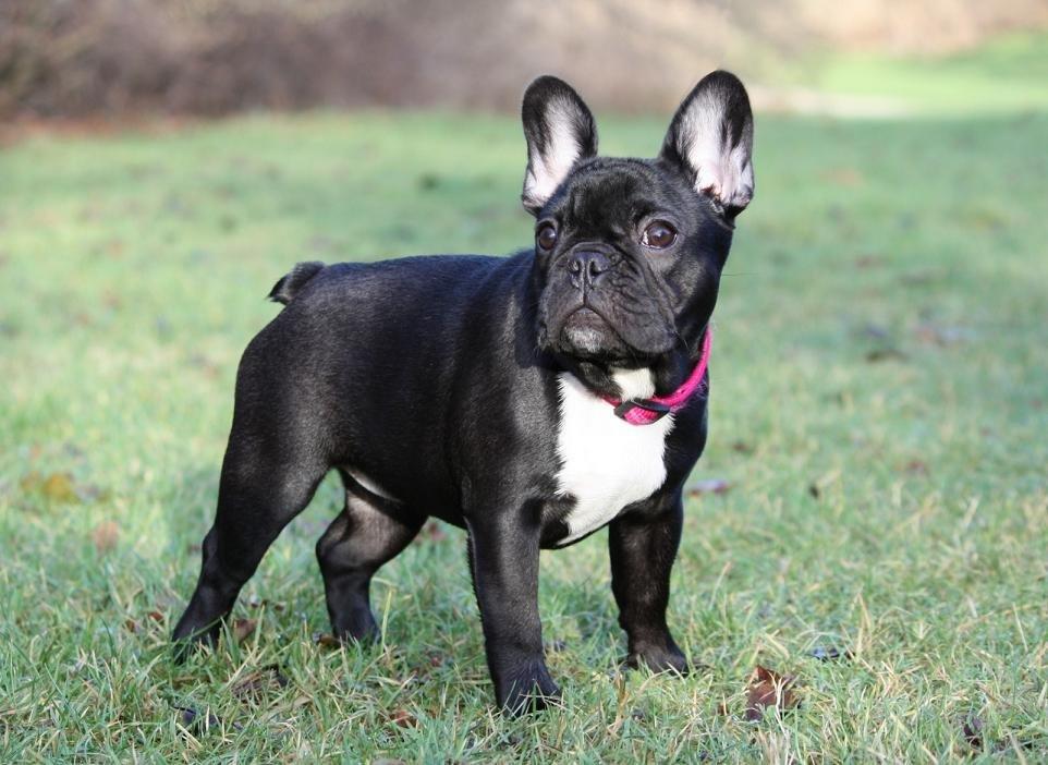 Fransk bulldog Skjoldhøj's Black Ballerina billede 3