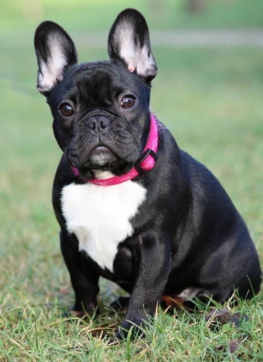Fransk bulldog Skjoldhøj's Black Ballerina billede 4