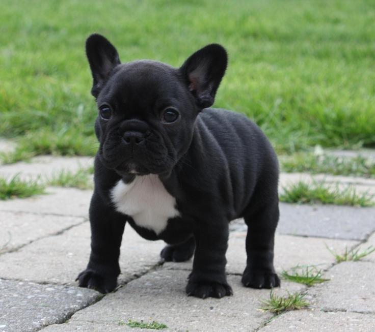 Fransk bulldog Skjoldhøj's Black Ballerina billede 7