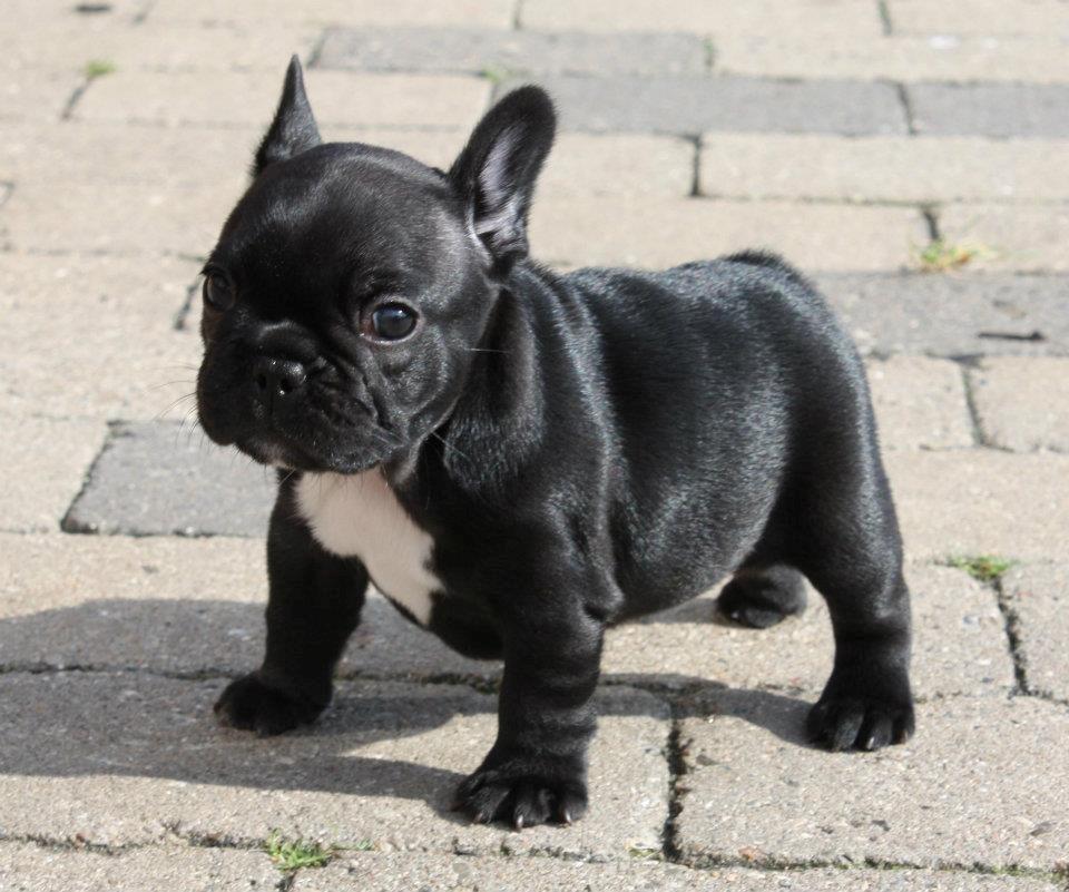 Fransk bulldog Skjoldhøj's Black Ballerina billede 9