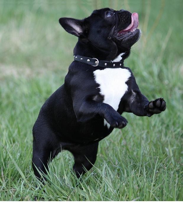 Fransk bulldog Skjoldhøj's Black Ballerina billede 2