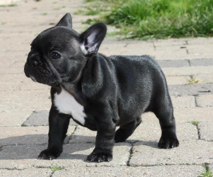 Fransk bulldog Skjoldhøj's Black Ballerina billede 10
