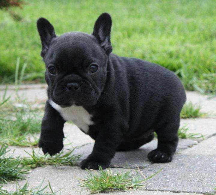 Fransk bulldog Skjoldhøj's Black Ballerina billede 11
