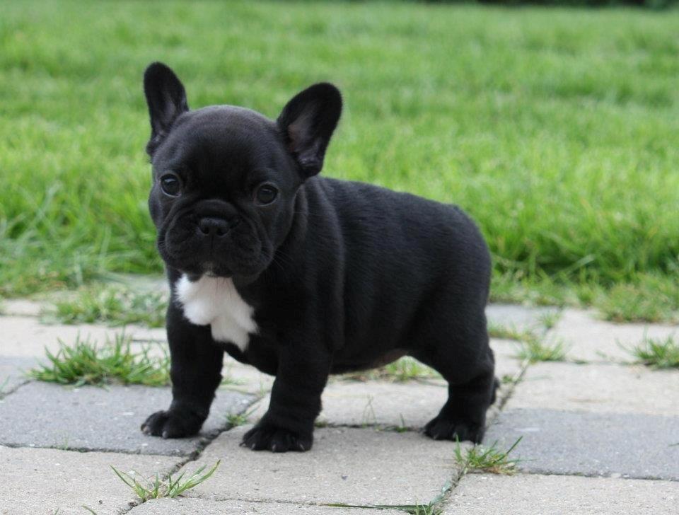 Fransk bulldog Skjoldhøj's Black Ballerina billede 12