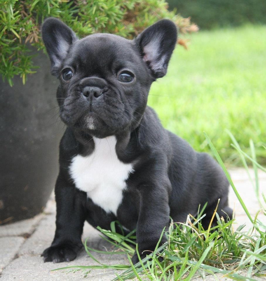 Fransk bulldog Skjoldhøj's Black Ballerina billede 8