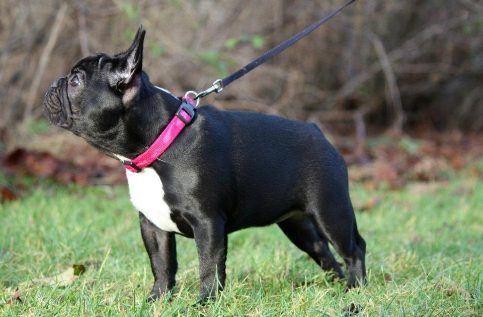 Fransk bulldog Skjoldhøj's Black Ballerina billede 5