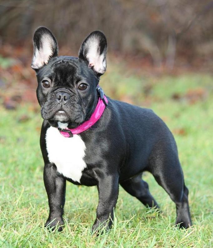 Fransk bulldog Skjoldhøj's Black Ballerina billede 6