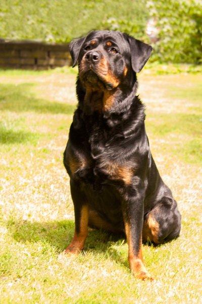 Rottweiler Bailey - MODEL FOR EN DAG MED MOR OG FAR :) billede 12