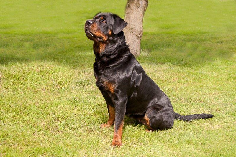 Rottweiler Bailey - MODEL FOR EN DAG MED MOR OG FAR :) billede 13