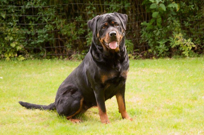 Rottweiler Bailey - MODEL FOR EN DAG MED MOR OG FAR :) billede 14