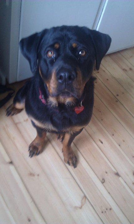 Rottweiler Bailey - Min 1års fødselsdag :)  billede 15
