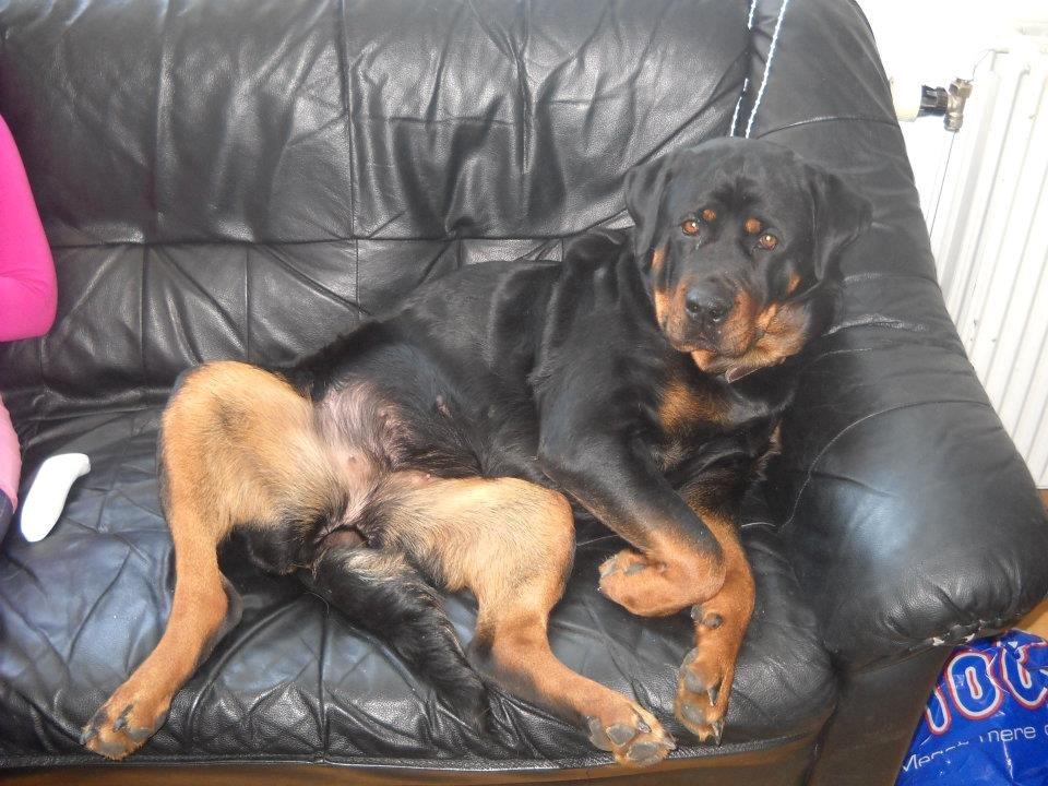 Rottweiler Bailey billede 16