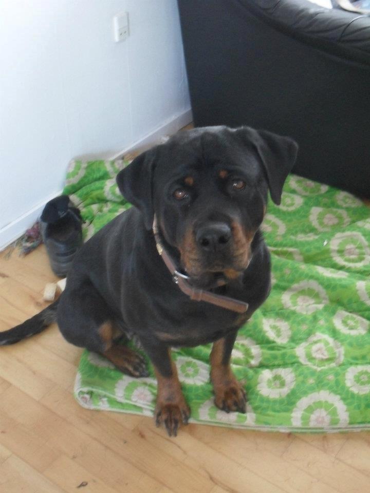 Rottweiler Bailey - Leger kamaraet :) billede 17