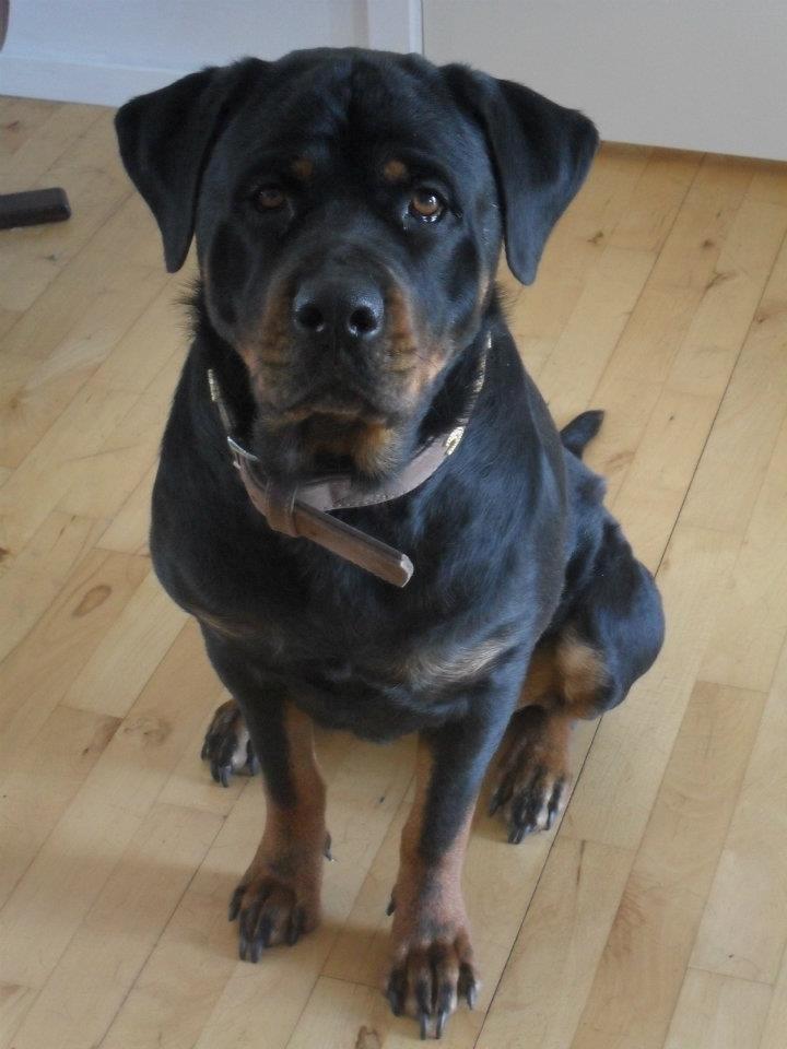Rottweiler Bailey - min 2 års fødselsdag :) billede 18