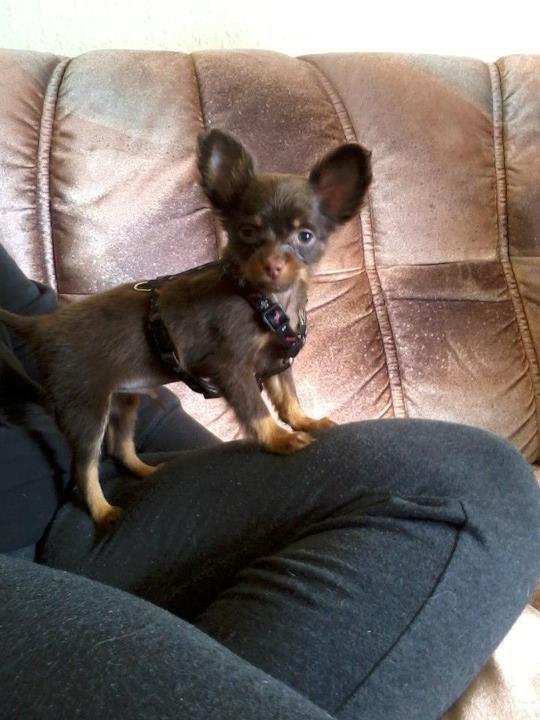 Russisk toy terrier Balder. R.I.P . billede 1