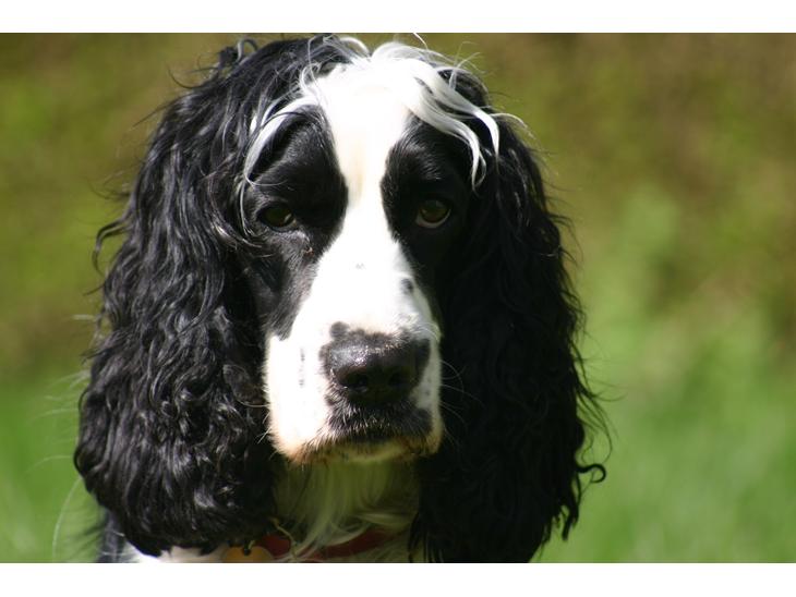 Cocker spaniel Lady billede 1