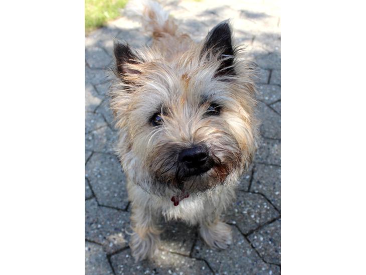 Cairn terrier Nova R.I.P. billede 1