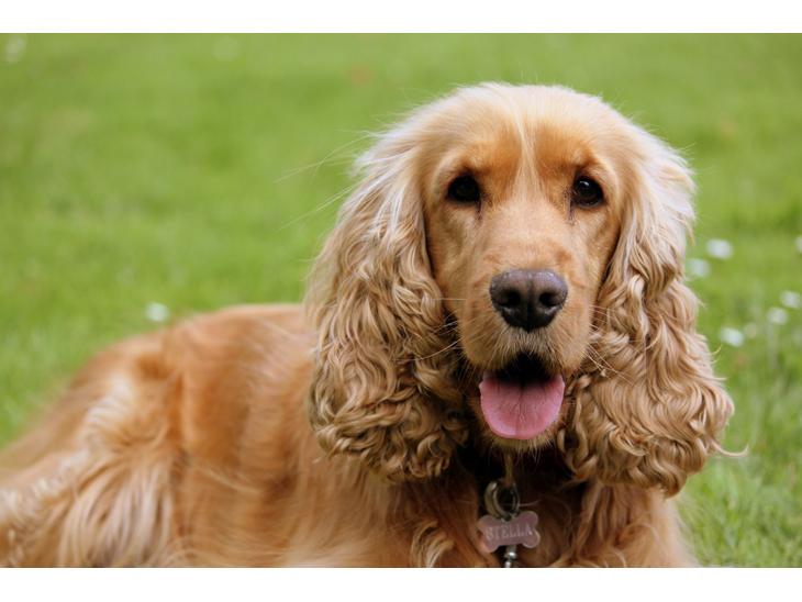 Cocker spaniel Stella - 14/08 - 12: TAS foto billede 1