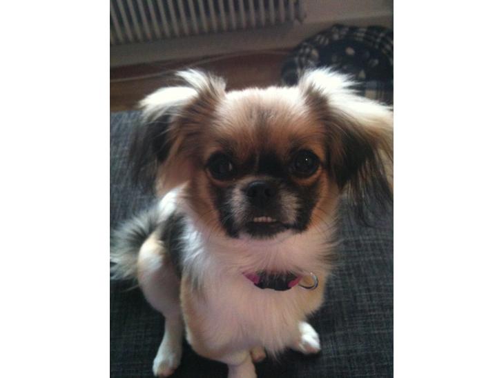 Blanding af racer Uno Chihuahua/Pekingeser billede 1