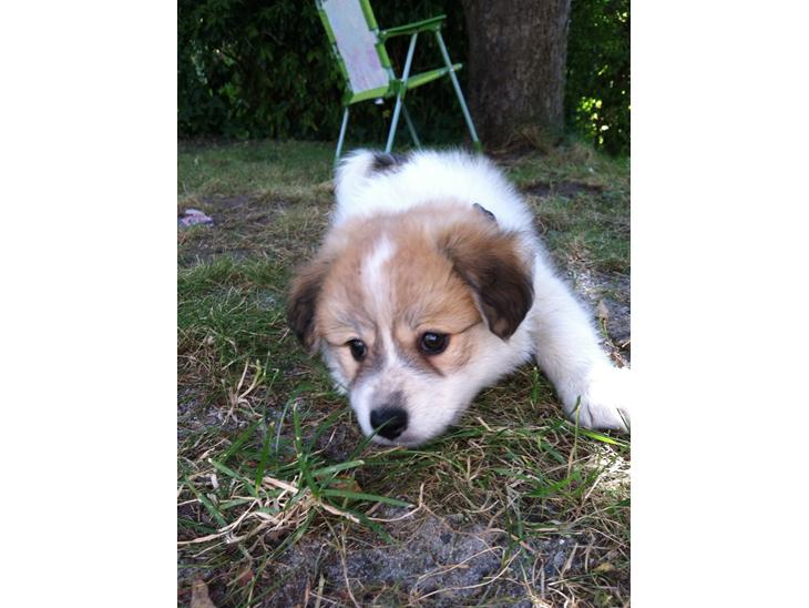 Blanding af racer Japansk spids/beagle Gaius billede 1