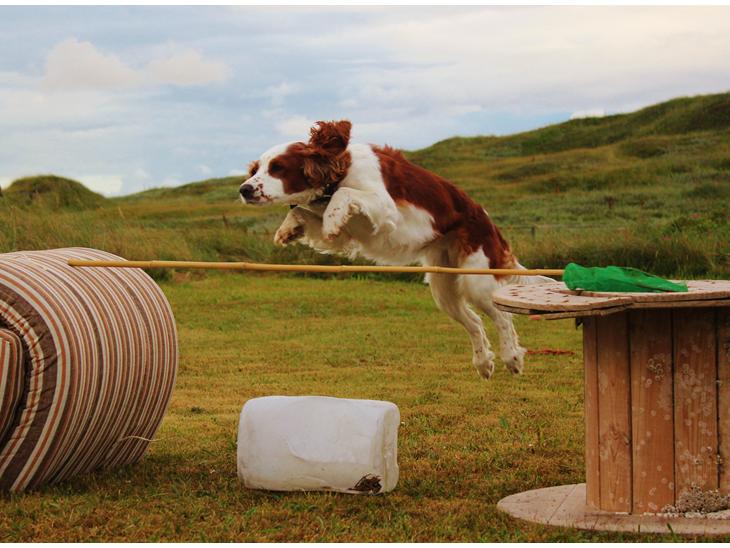 Welsh springer spaniel Siffe billede 1