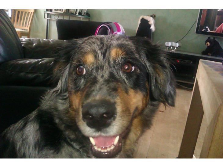 Blanding af racer Joy - Såå søøød billede 1