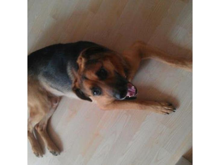 {{currentPhoto.altText}} billede {{currentPhoto.number}}