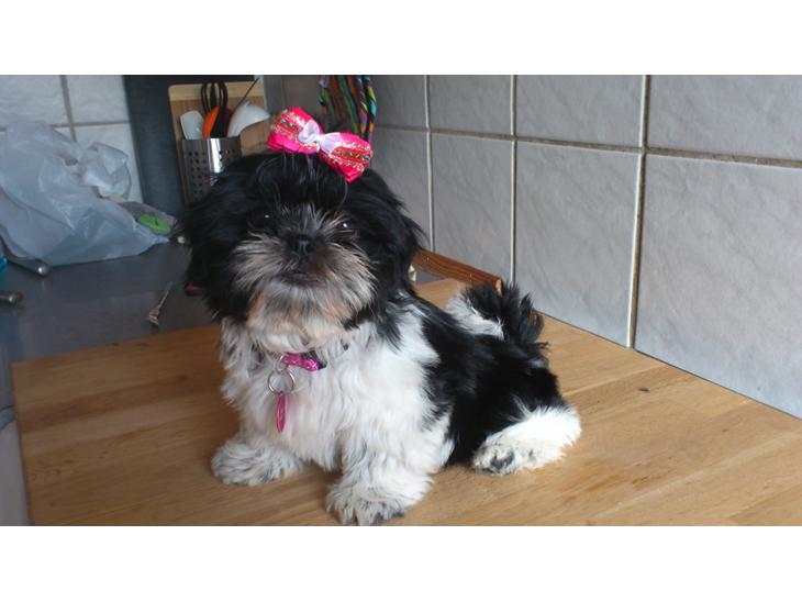 Shih tzu Malou billede 1