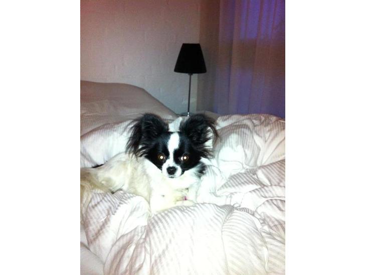 {{currentPhoto.altText}} billede {{currentPhoto.number}}