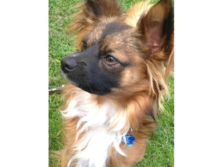 {{currentPhoto.altText}} billede {{currentPhoto.number}}